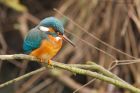 kingfisher_PF_090120c.jpg