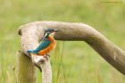 Filename=kingfisher_marshside_150923a.jpg
Filesize=694KB
Dimensions=1300x867
Date added=Aug 28, 2025 kingfisher_marshside_150923a.jpg