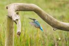 Filename=kingfisher_marshside_150923b.jpg
Filesize=977KB
Dimensions=1300x867
Date added=Aug 28, 2025 kingfisher_marshside_150923b.jpg