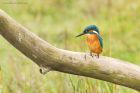 Filename=kingfisher_marshside_150923c.jpg
Filesize=956KB
Dimensions=1300x867
Date added=Aug 28, 2025 kingfisher_marshside_150923c.jpg