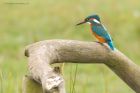 Filename=kingfisher_marshside_150923d.jpg
Filesize=932KB
Dimensions=1300x867
Date added=Aug 28, 2025 kingfisher_marshside_150923d.jpg