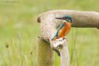 Filename=kingfisher_marshside_150923e.jpg
Filesize=867KB
Dimensions=1300x866
Date added=Aug 28, 2025 kingfisher_marshside_150923e.jpg
