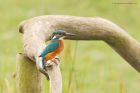 Filename=kingfisher_marshside_150923f.jpg
Filesize=898KB
Dimensions=1300x867
Date added=Aug 28, 2025 kingfisher_marshside_150923f.jpg