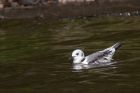 kittiwake_140911a.jpg