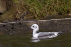 kittiwake_140911c.jpg