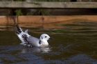 Filename=kittiwake_140911e.jpg
Filesize=208KB
Dimensions=1000x667
Date added=Sep 16, 2011 kittiwake_140911e.jpg