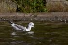 kittiwake_140911h.jpg