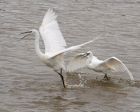 Filename=lMoss261017k.jpg
Filesize=236KB
Dimensions=1200x960
Date added=Apr 14, 2021 lMoss261017k.jpg
