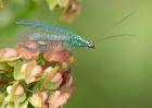 lacewing_100709b.jpg