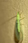 lacewing_270914d.jpg