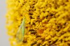 lacewing_gdn_260718b.jpg