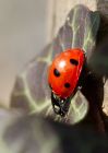 ladybird_040309b.jpg