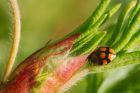 ladybird_040615a.jpg