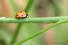 ladybird_050611a.jpg