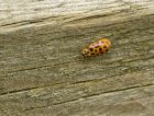 ladybird_050707d.jpg