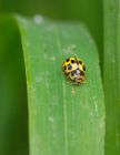 ladybird_100508c.jpg