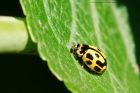 ladybird_120715g.jpg