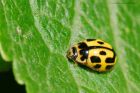 ladybird_120715i.jpg