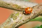ladybird_120715j.jpg