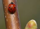 ladybird_1404b.jpg