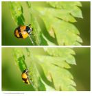 ladybird_220615c.jpg