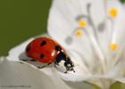 ladybird_240510c.jpg