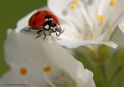 ladybird_240510g.jpg