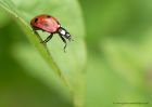 ladybird_250710a.jpg