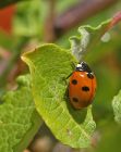 Filename=ladybird_3007b.jpg
Filesize=143KB
Dimensions=636x800
Date added=Nov 11, 2008 ladybird_3007b.jpg