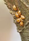 ladybirds_130210c.jpg