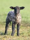 lamb_1904a.jpg