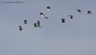 lapwing_010113a.jpg