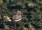 lapwing_0112a.jpg