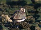Filename=lapwing_0112b.jpg
Filesize=189KB
Dimensions=800x590
Date added=Nov 23, 2008 lapwing_0112b.jpg