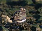 lapwing_0112b.jpg