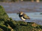 Filename=lapwing_0112c.jpg
Filesize=142KB
Dimensions=800x596
Date added=Nov 23, 2008 lapwing_0112c.jpg