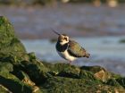 lapwing_0112c.jpg