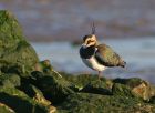 lapwing_0112e.jpg