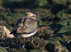 lapwing_0112g.jpg