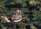 lapwing_0112h.jpg