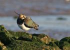 lapwing_0112k.jpg