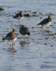 lapwing_0112n.jpg