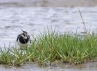 lapwing_0908a.jpg