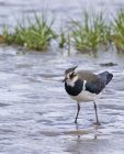 lapwing_0908b.jpg