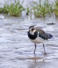 lapwing_0908c.jpg