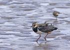 lapwing_0908e.jpg