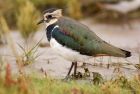 lapwing_091007a.jpg