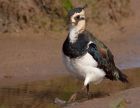 lapwing_100908d.jpg