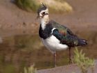 lapwing_100908e.jpg