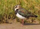 lapwing_100908j.jpg